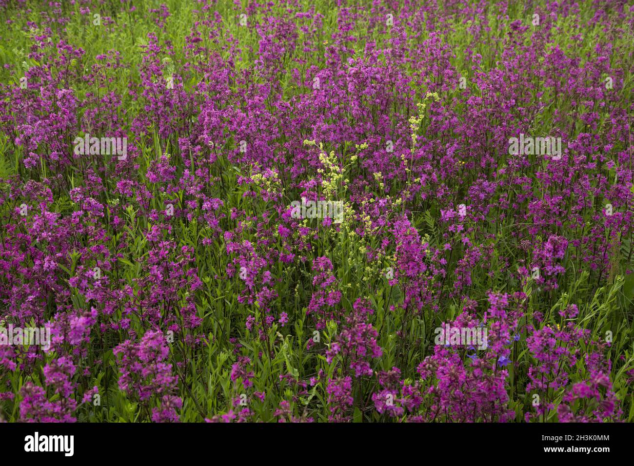 Beautiful vibrant wildflowers hi-res stock photography and images - Alamy