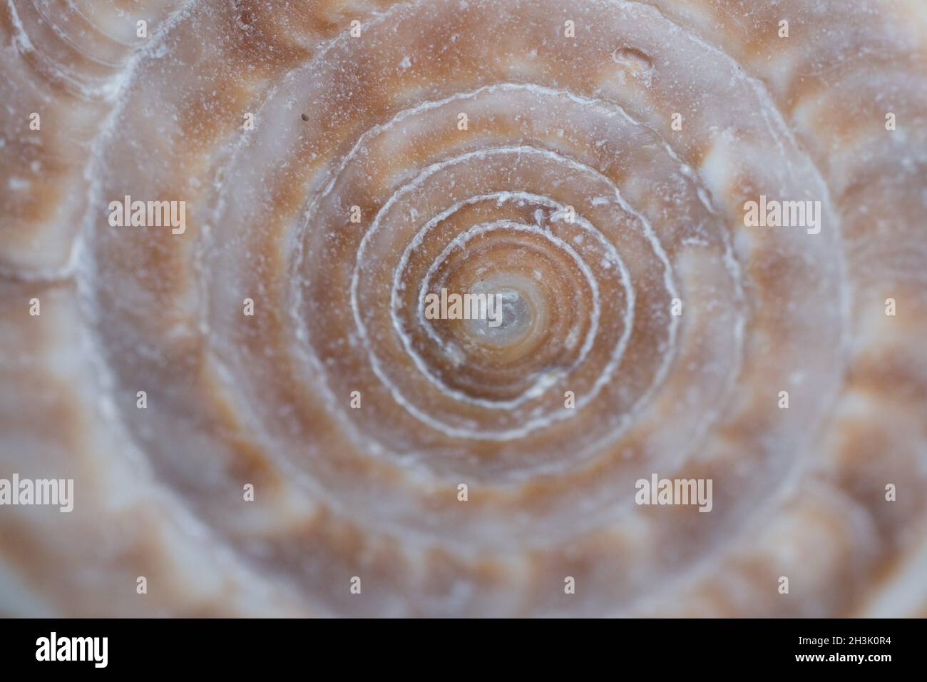 Spiral sea shell background Stock Photo - Alamy