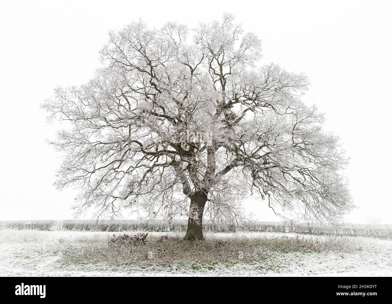 A winter scene of an English Oak (Quercus ruber) or Pendunculate Oak, covered in frost and isolated against the sky. Stock Photo
