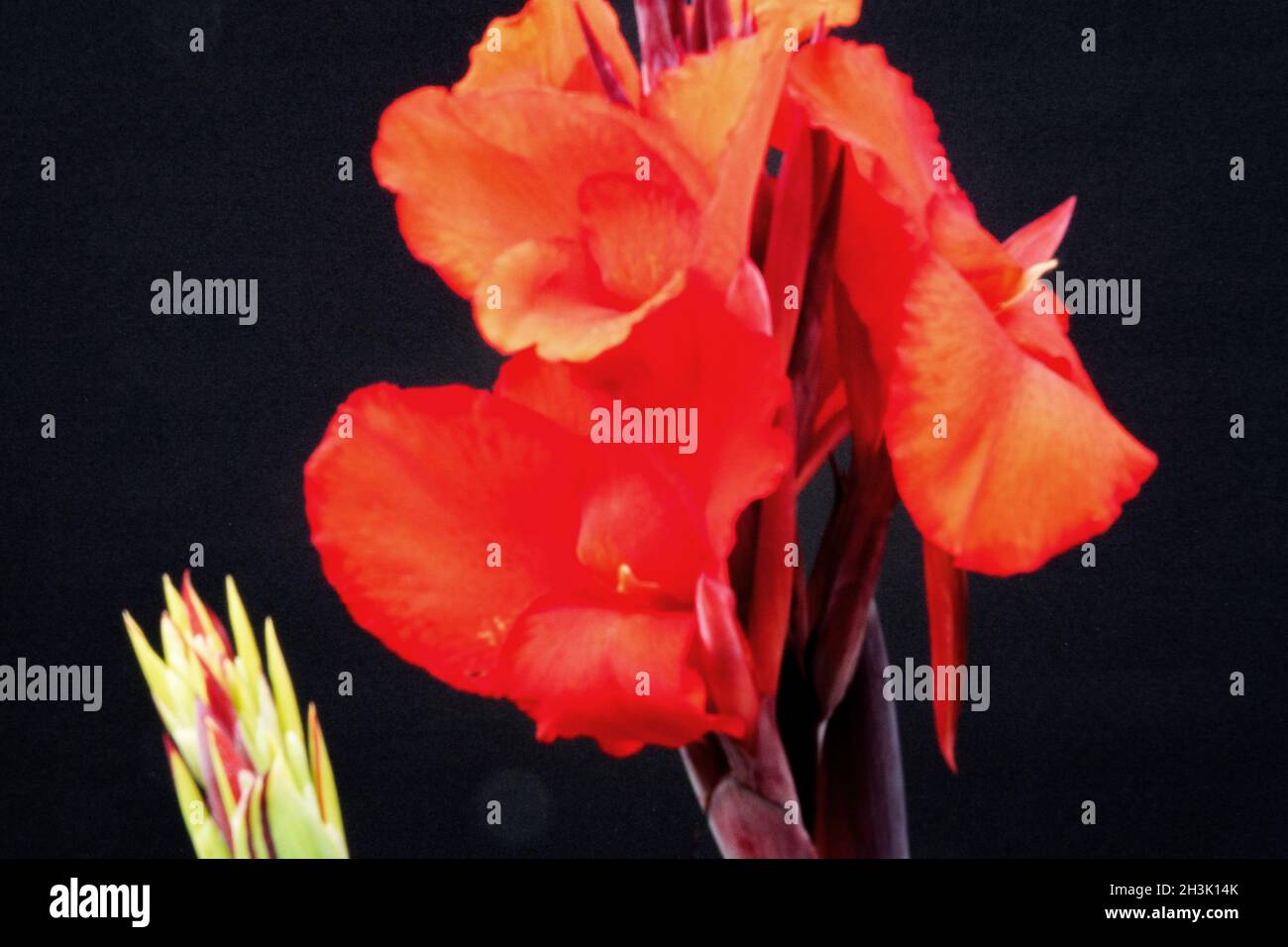 Red flower with black background Stock Photo
