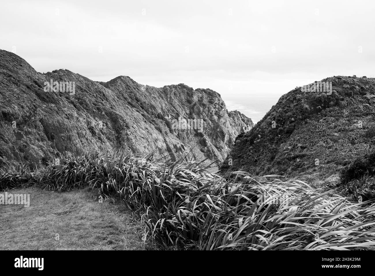 Waitakere Ranges Regional Park, Auckland. Mercer Bay Loop Walk Stock Photo