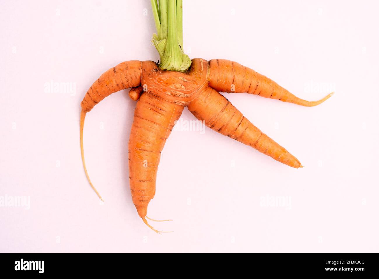 Unusual carrots on a pink background. Stock Photo
