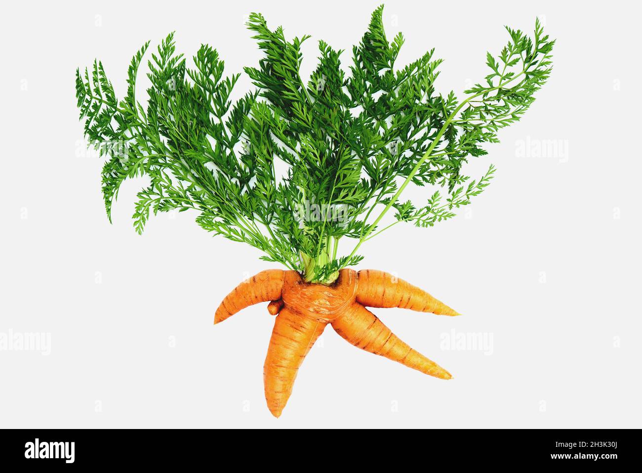 Carrots of an unusual shape on a white background. Stock Photo