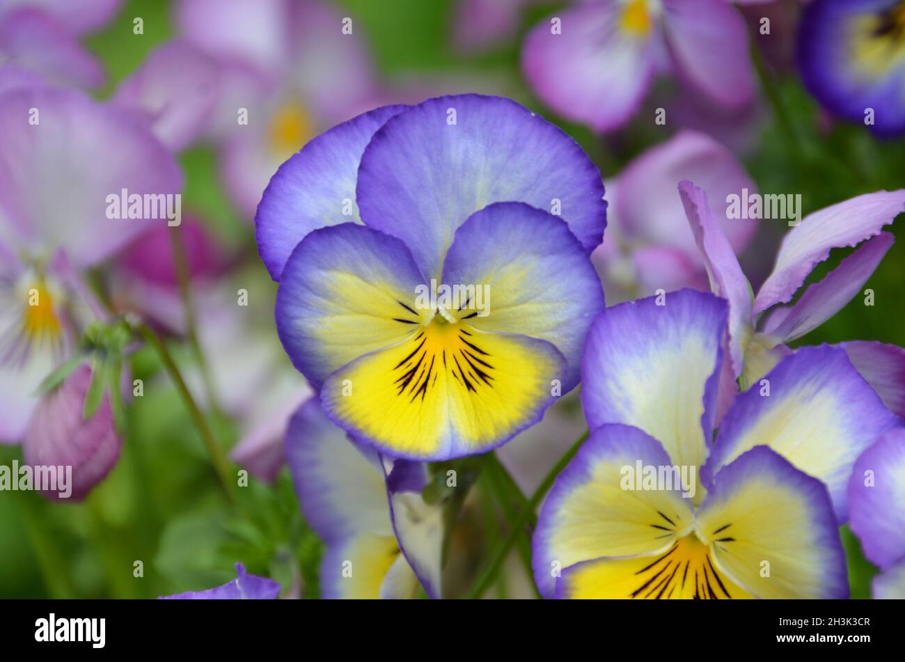 close-up of a pretty blue-yellow viola cornuta growing in the flower bed Stock Photo