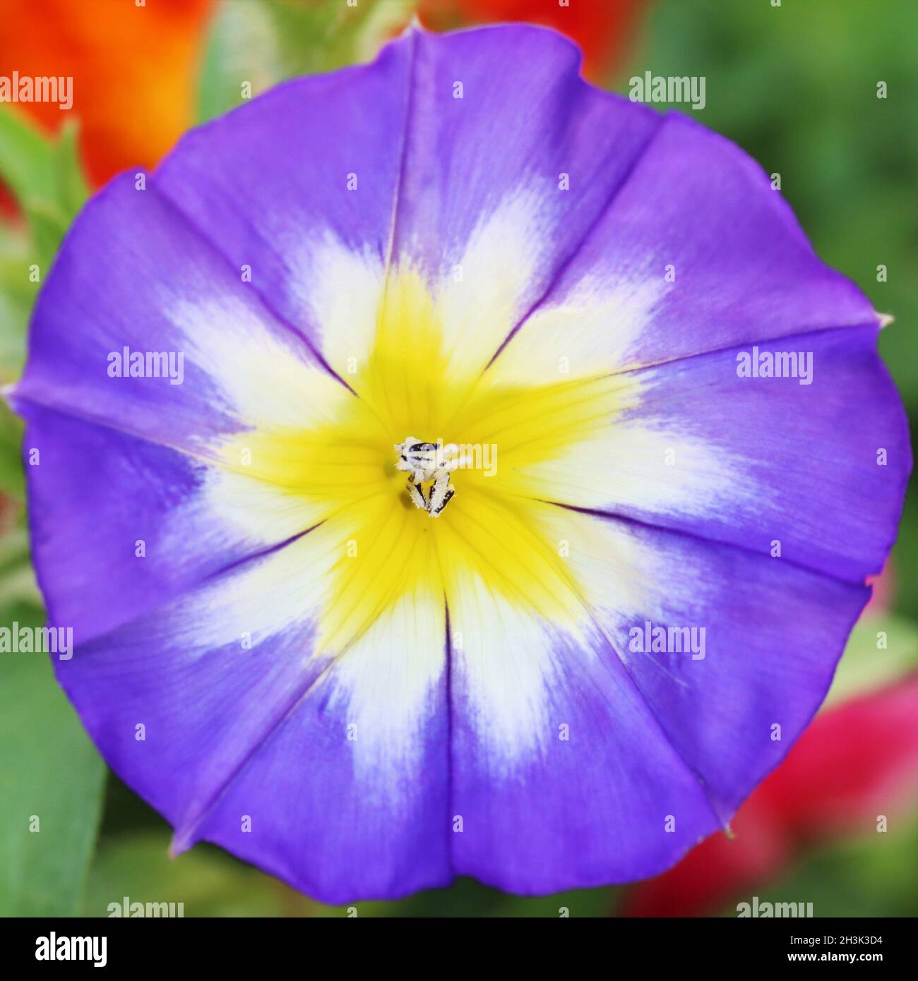 direct view from above into the bloom of a bright blue convolvulus tricolor, close-up Stock Photo