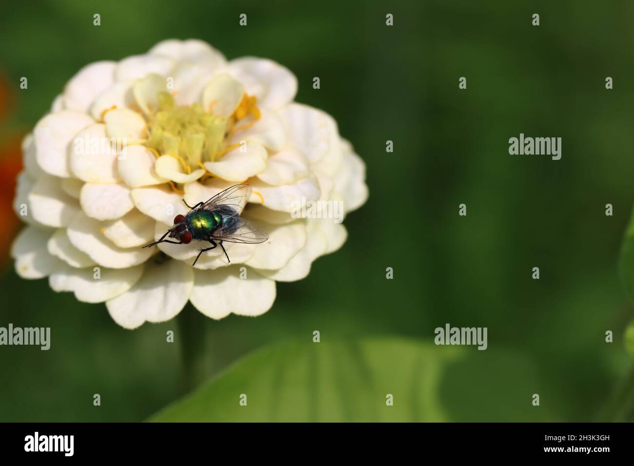 a small metallic green shiny fly rests on a zinnia and cleans the front feet , copy space Stock Photo