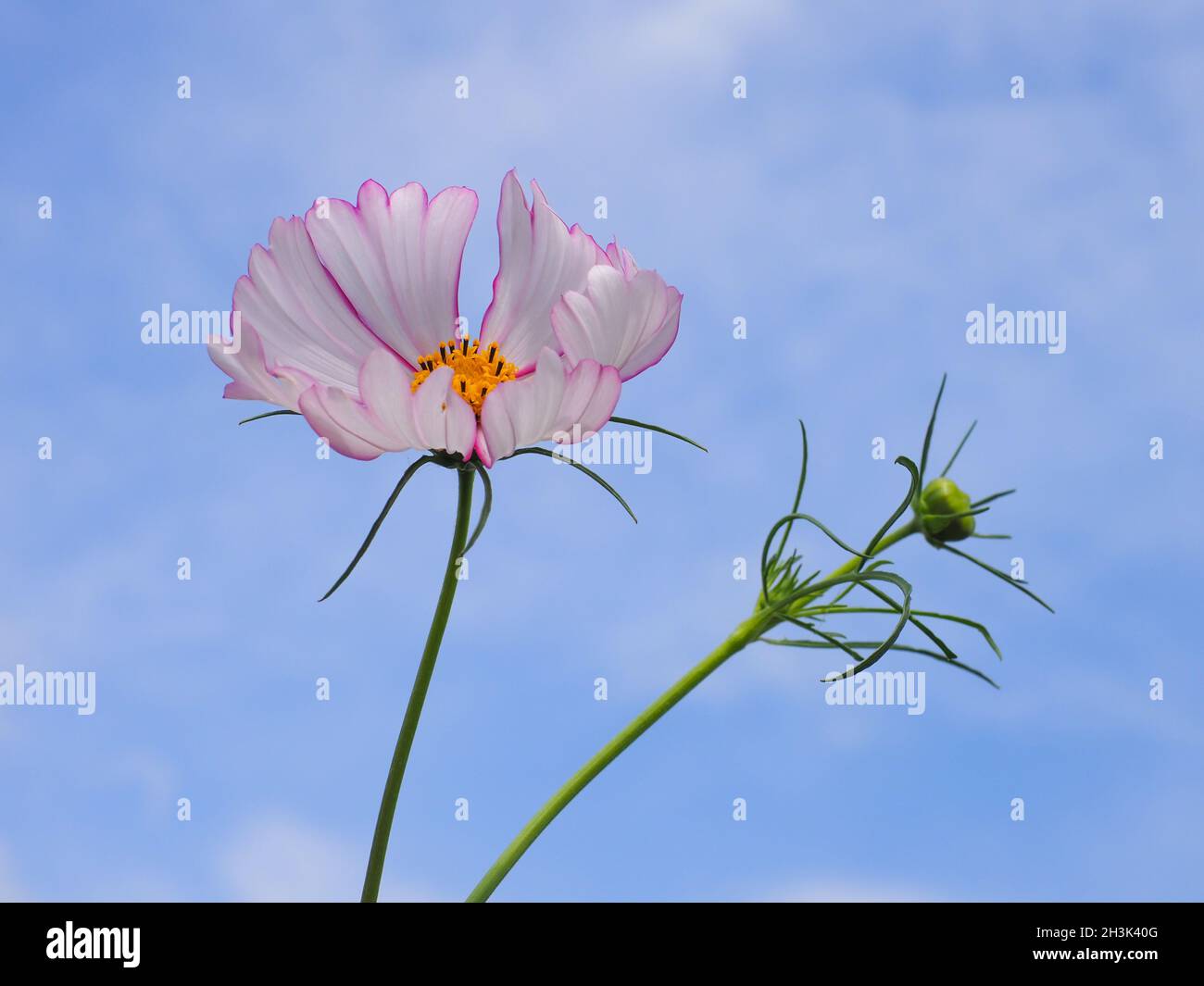 White with pink edges Cosmea blossom or Mexican aster flower in the blue sky background. Cosmos bipinnatus is flowering plant of the family Asteraceae Stock Photo