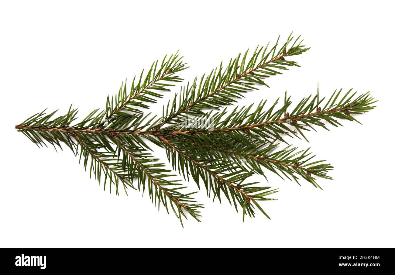 Closeup of fir branch isolated on a white background Stock Photo - Alamy