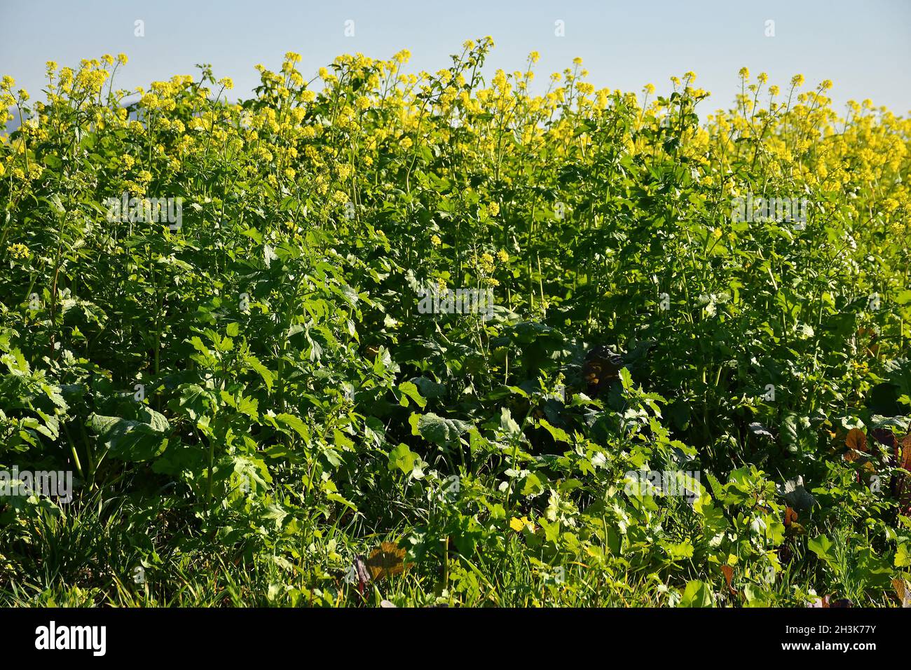 mustard, green manure, cultivation in autumn Stock Photo