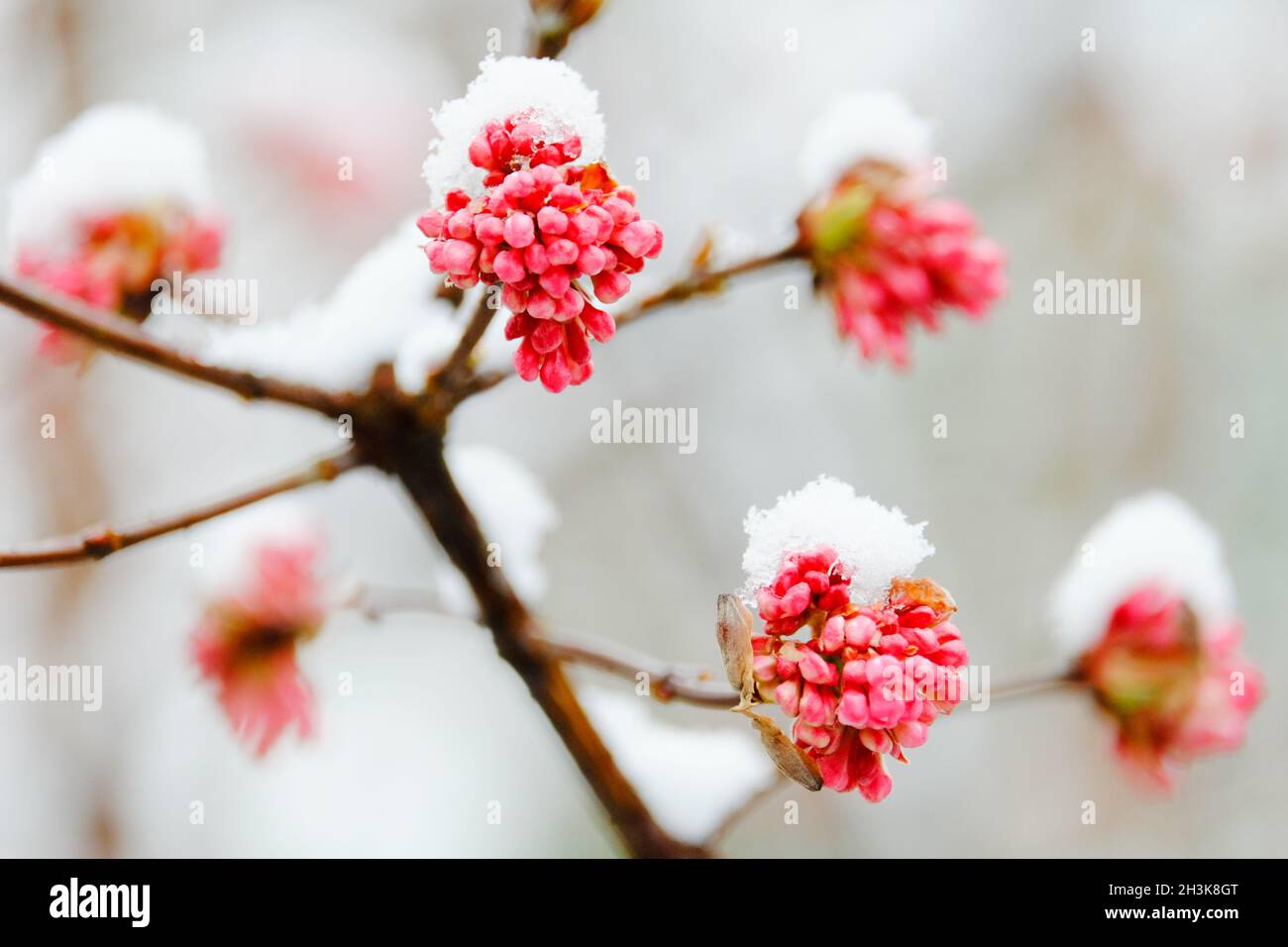 Pink blossoms covered in snow Stock Photo