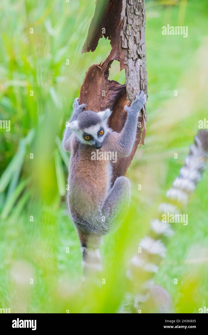 Ringtailed lemur climbing a tree Stock Photo
