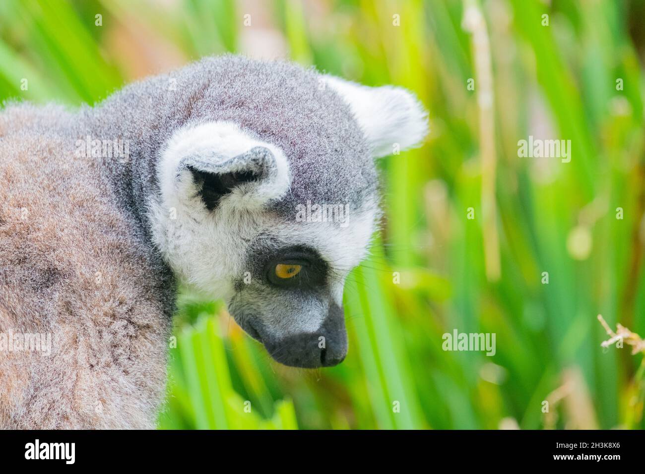 Ringtailed lemur climbing a tree Stock Photo
