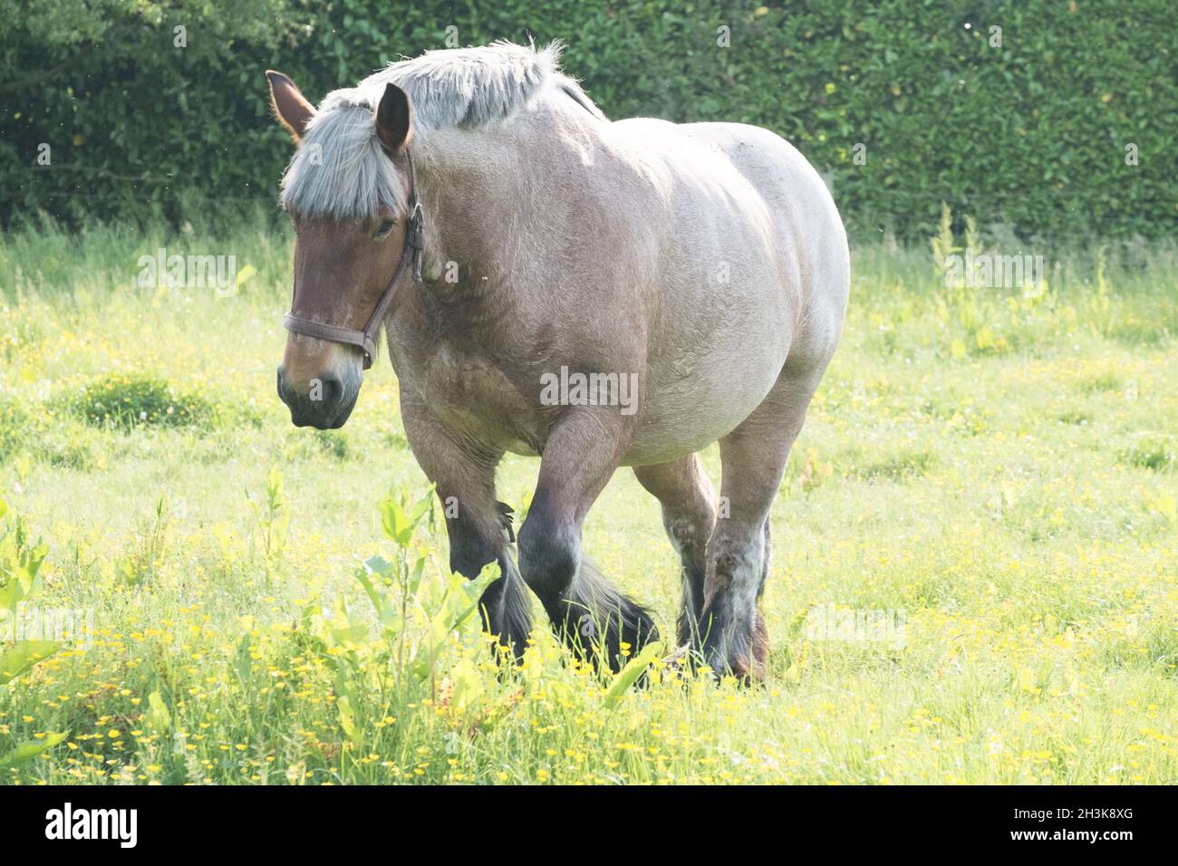 Grey-Brown horse in the open grass field near water Stock Photo