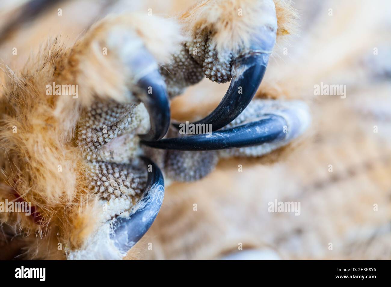 Horned Owl Claw Stock Photo Alamy