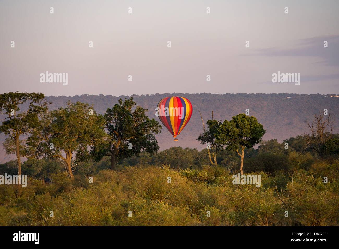 Colourful striped hot air balloon with tourists flying low over savanna at sunrise, Masa Mara, Kenya Stock Photo