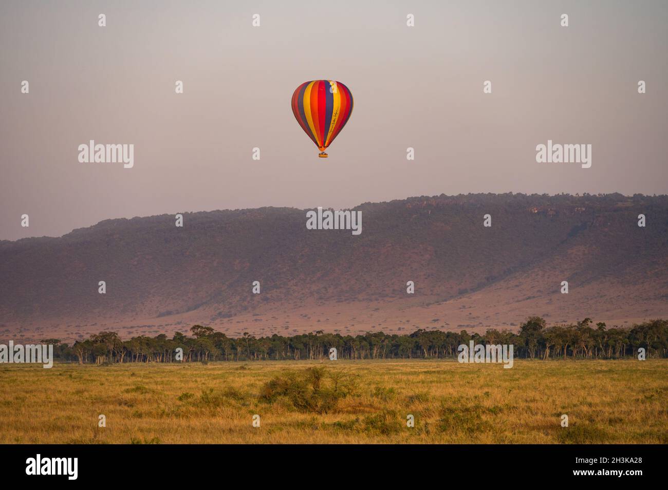 Colourful striped hot air balloon with tourists flying low over savanna at sunrise, Masa Mara, Kenya Stock Photo