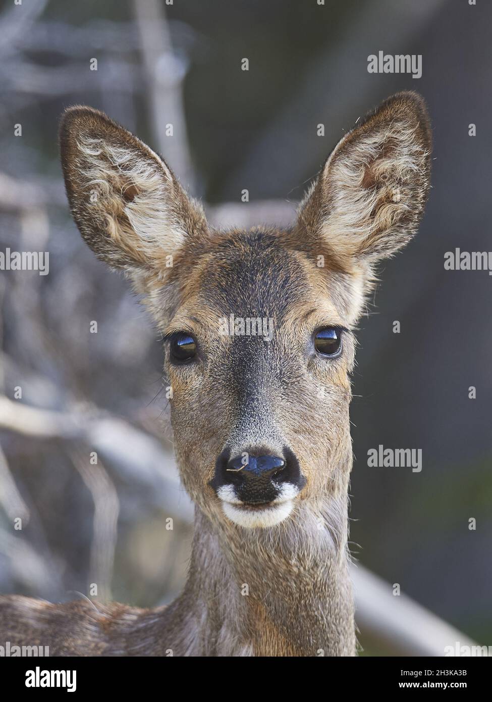 Mammal roe animal animals hi-res stock photography and images - Alamy