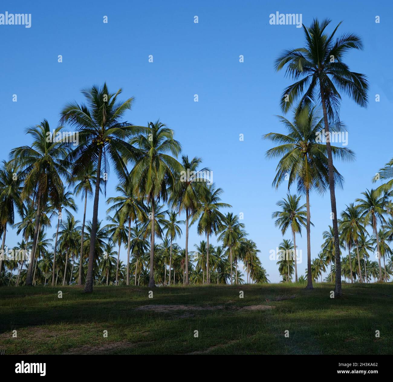 Palm trees over blue sky background Stock Photo - Alamy