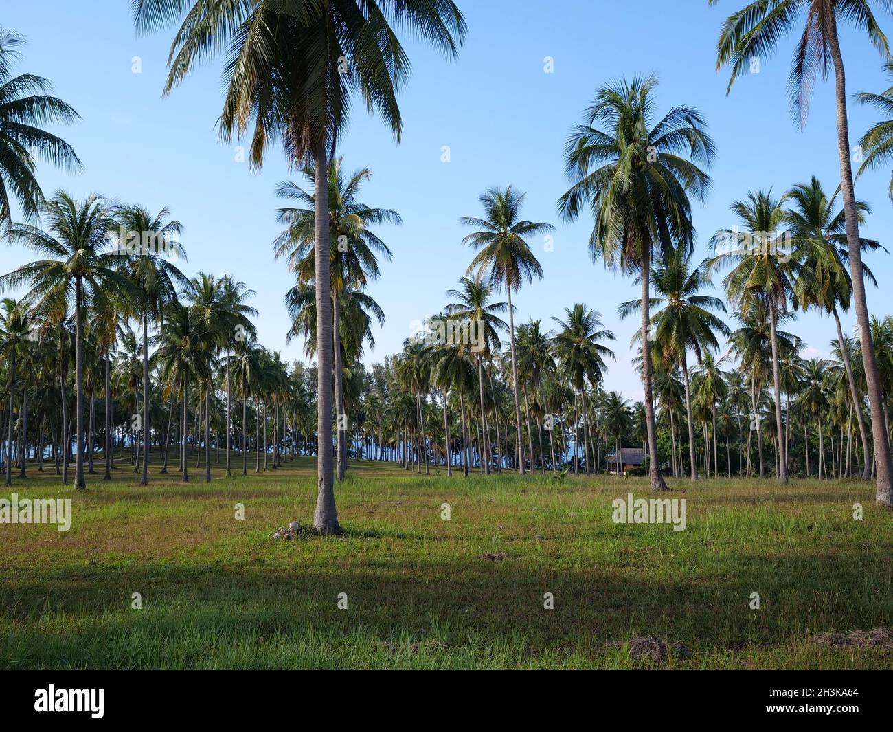 Palm trees over blue sky background Stock Photo - Alamy