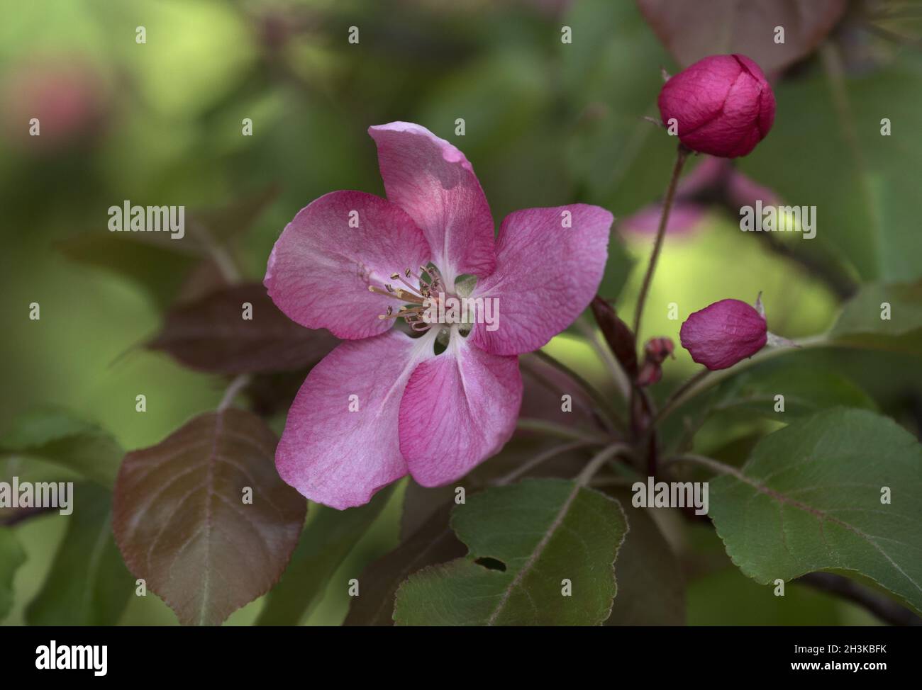 Branch of Blooming Pink Apple Tree with Flowers in Spring Orchard Stock ...