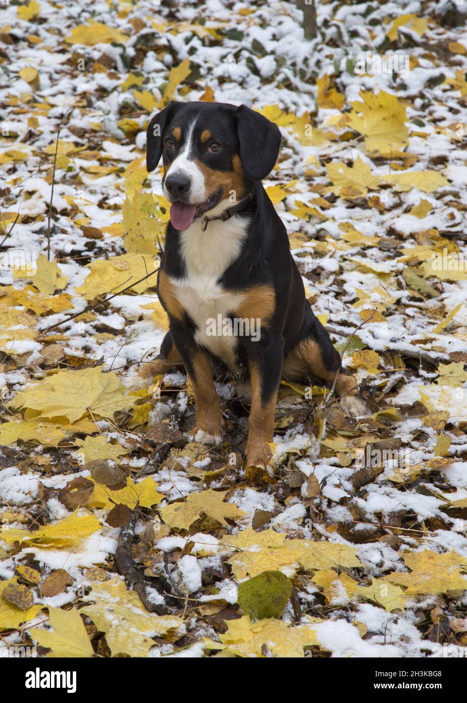 Dog in an autumn forest sits on yellow leaves covered with first snow Stock Photo