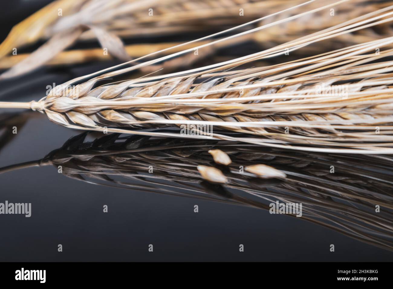 Golden wheat spikes and kernels close-up on mirror glass background with reflection. Agriculture cereals crops seeds, summer harvest time Stock Photo