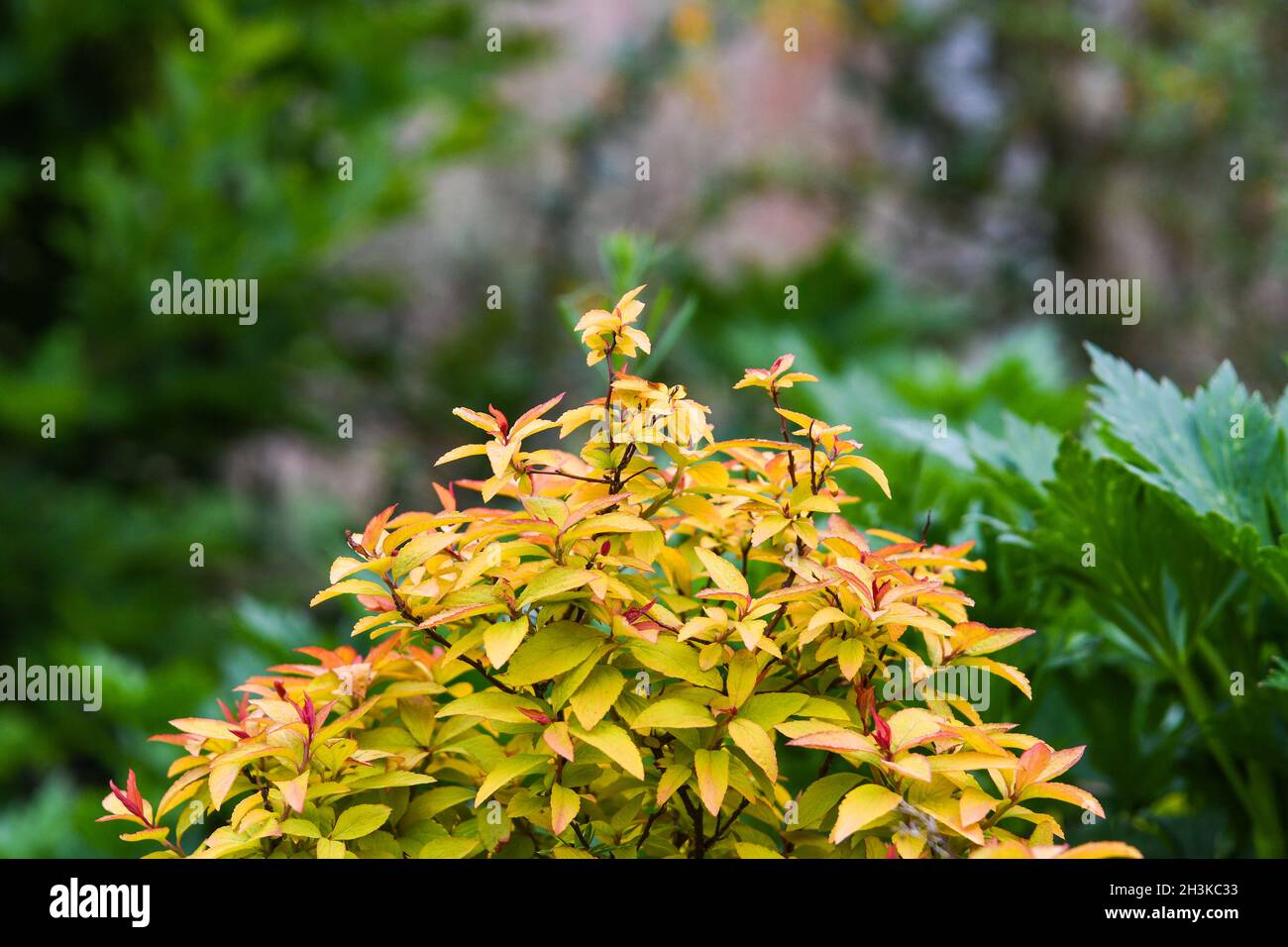 spirea golden flame Stock Photo - Alamy