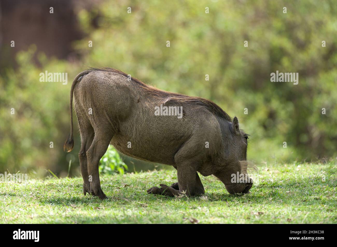 Male warthog (Phacochoerus) feeding on knees in open savanna grass, Masai Mara National Reserve, Kenya, East Africa Stock Photo