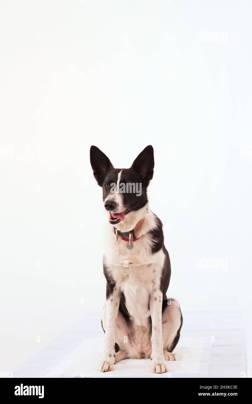 Dog on isolated white background Stock Photo - Alamy