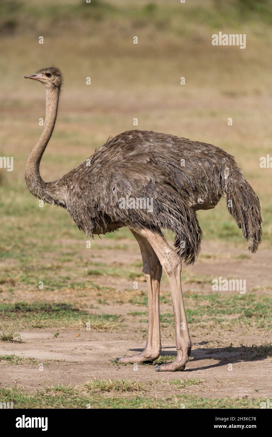 A female ostrich or common ostrich (Struthio camelus) standing in dry grass on a sunny day, Masai Mara, Kenya Stock Photo