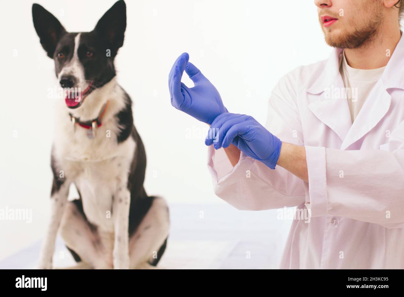 Vet putting on gloves Stock Photo Alamy