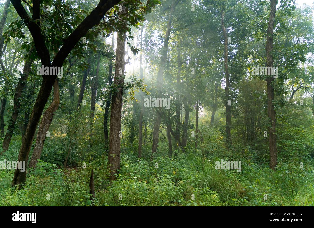 Kanha National Park jungle showing the dense forest trees early morning, shot from open jeep safari. Stock Photo