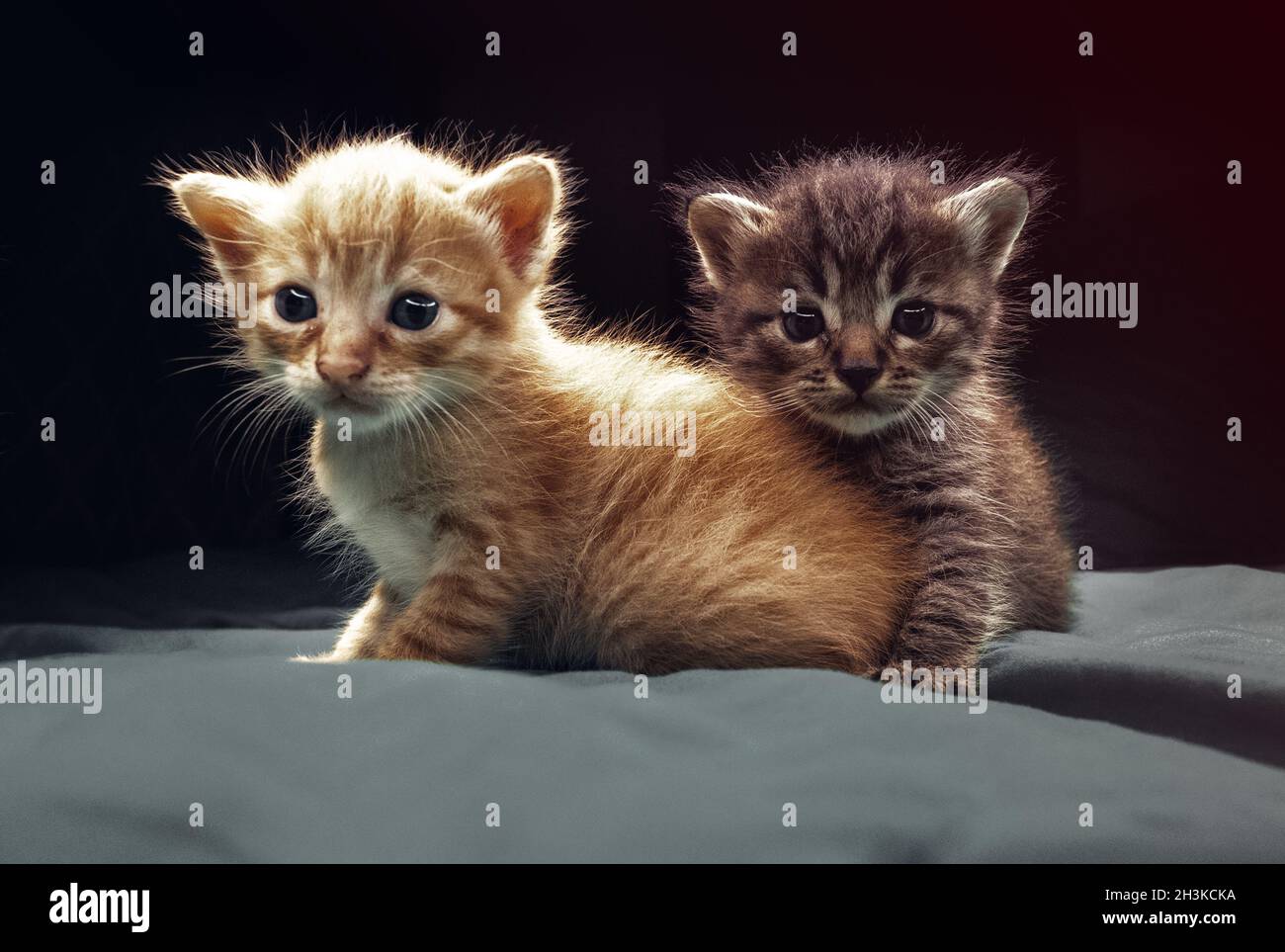 Adorable kittens hi res stock photography and images Alamy