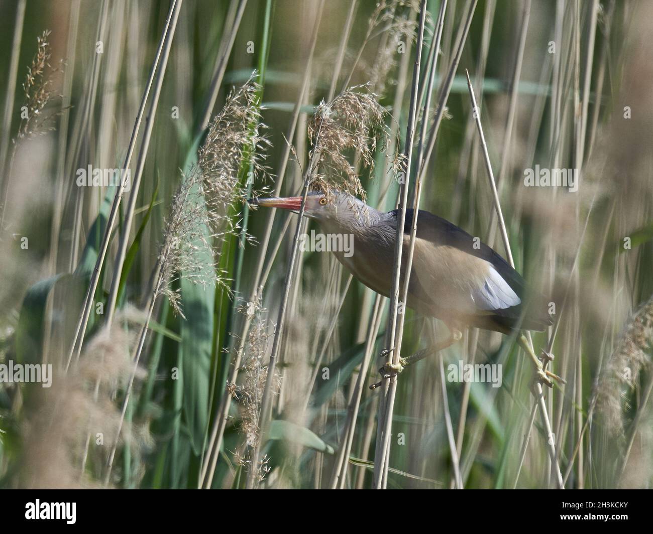 Little Bittern Stock Photo