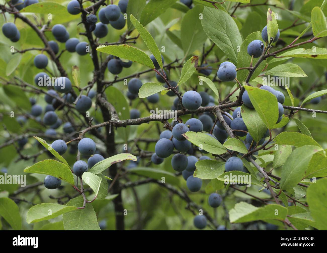 Wild blue plum berries on branches in the summer garden. Stock Photo