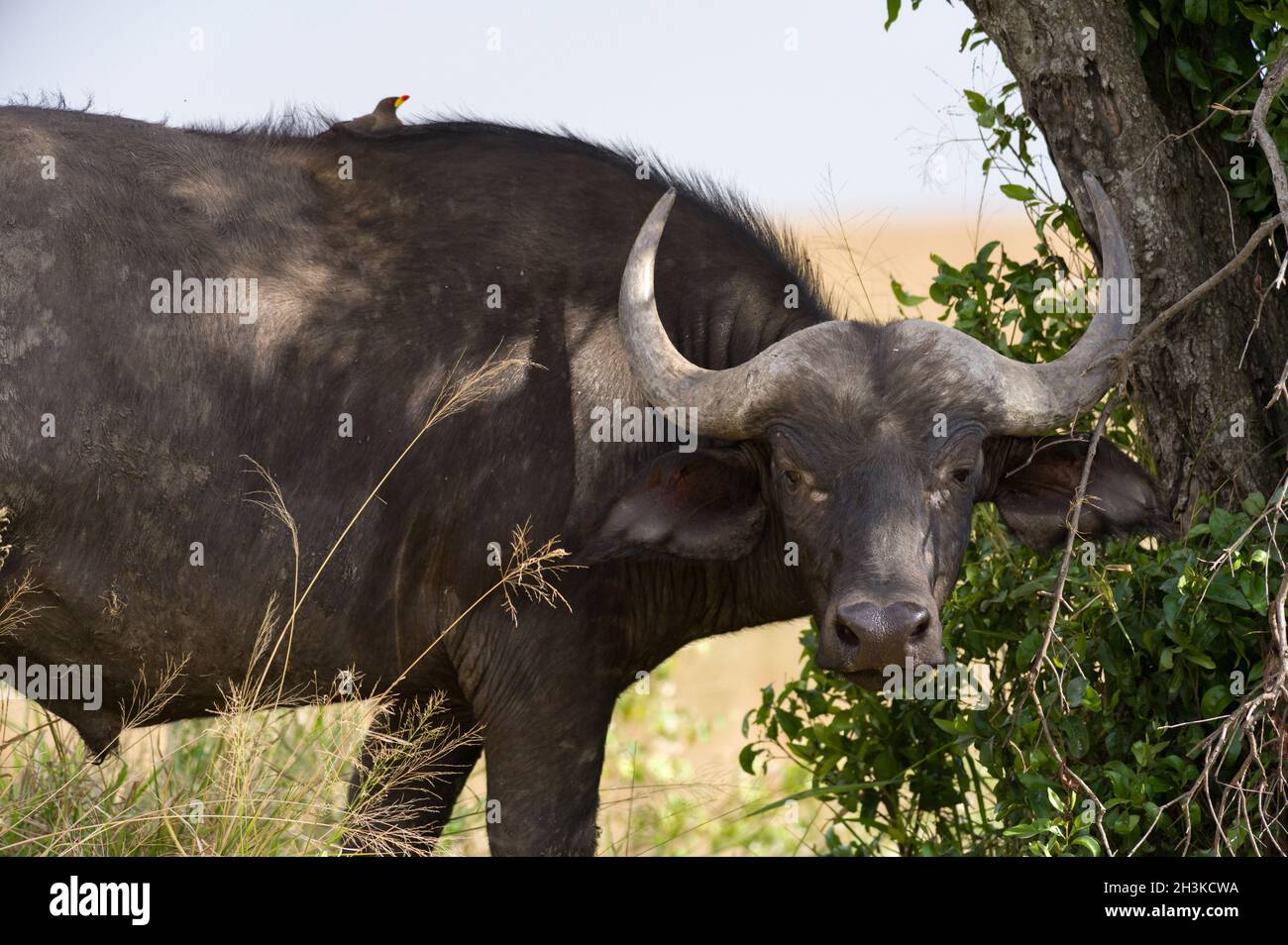 African or Cape buffalo (Syncerus caffer) with Oxpeckers (Buphagus africanus), Masai Mara National Game Park Reserve, Kenya, East Africa Stock Photo