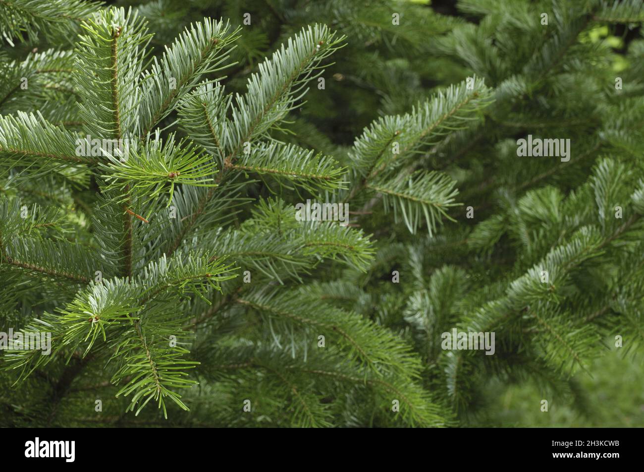 Spruce branches christmas tree hi-res stock photography and images - Alamy