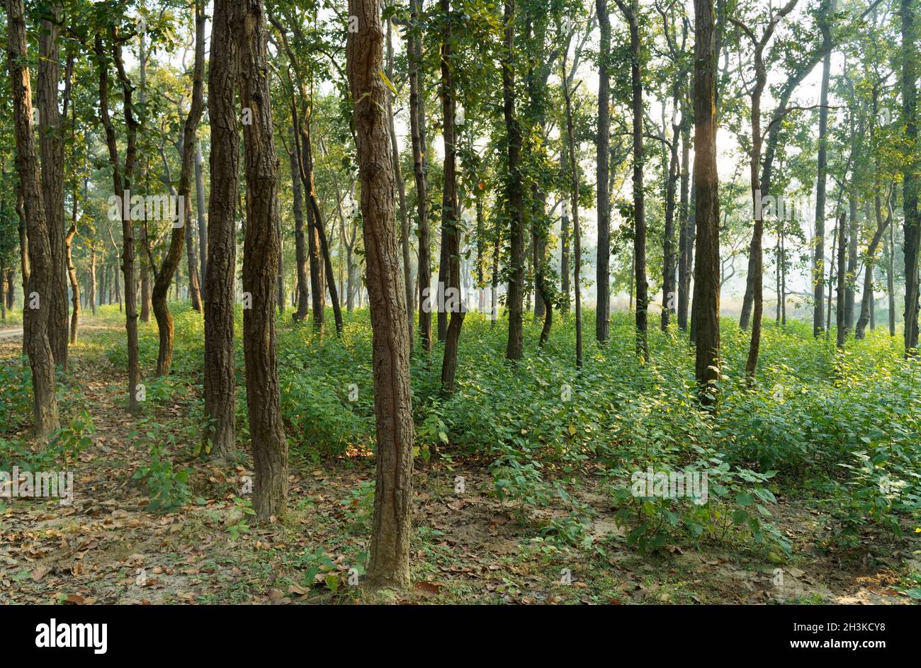 Kanha National Park jungle showing the dense forest trees early morning, shot from open jeep safari. Stock Photo