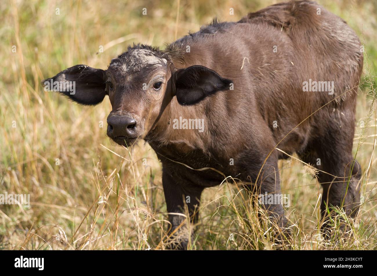 Juvenile African or Cape buffalo (Syncerus caffer), Masai Mara National Game Park Reserve, Kenya, East Africa Stock Photo