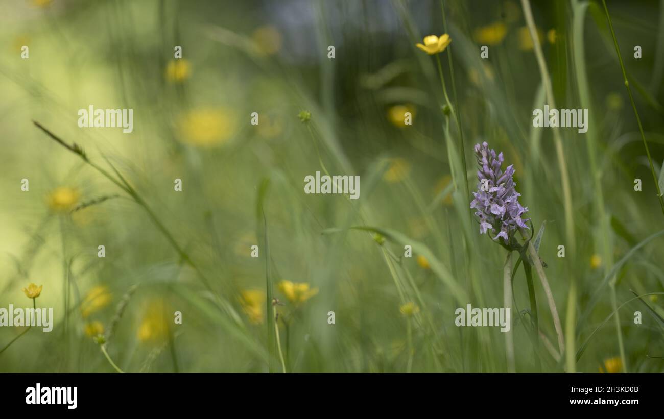 Fuchsian orchid hi-res stock photography and images - Alamy