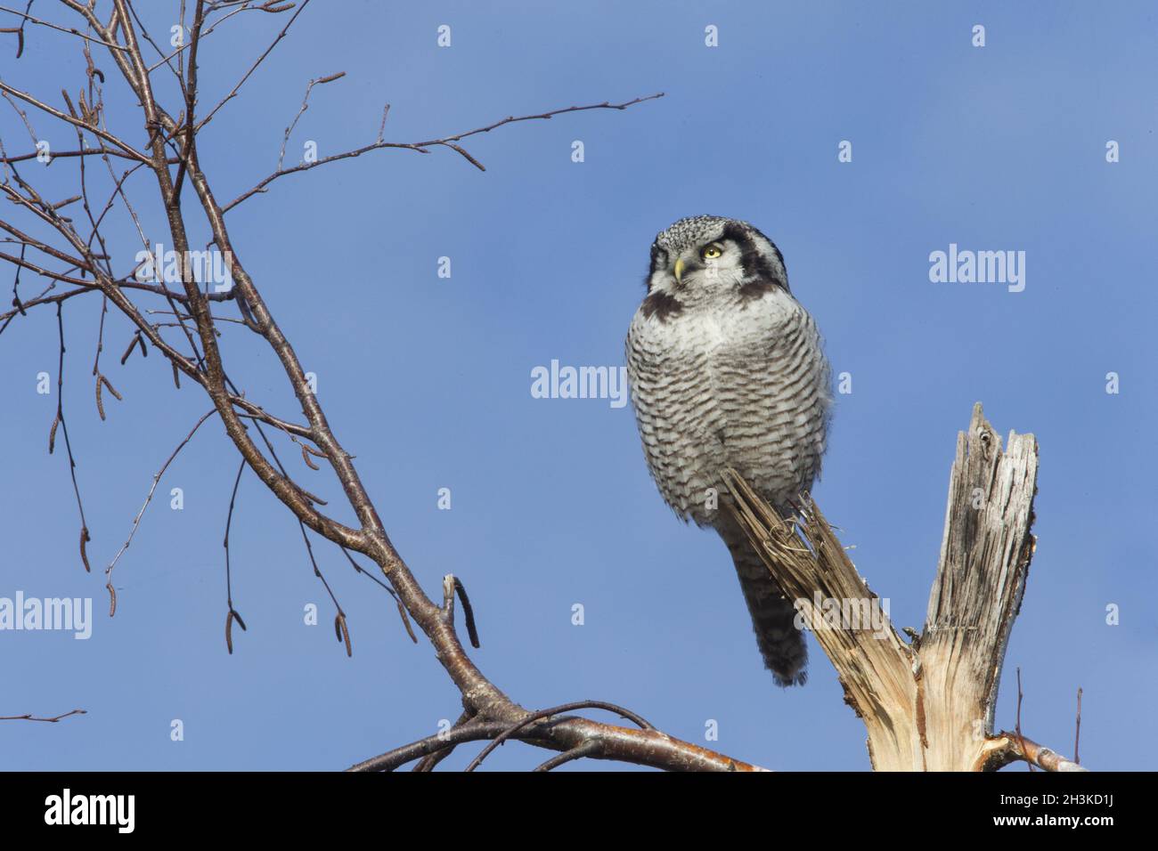 Northern hawk-owl Stock Photo