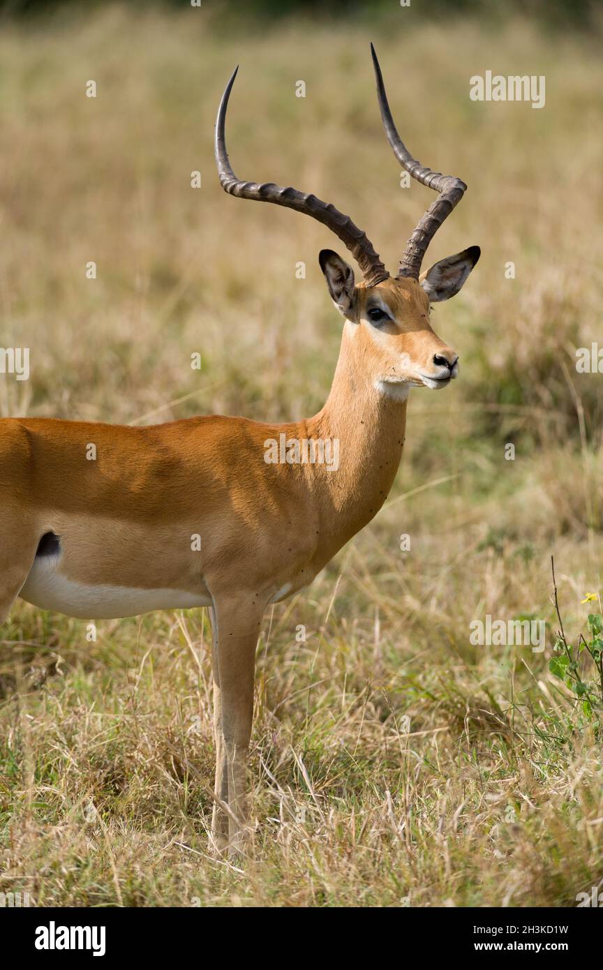 Male Impala gazelle (Aepyceros melampus), Maasai Mara, Kenya Stock Photo
