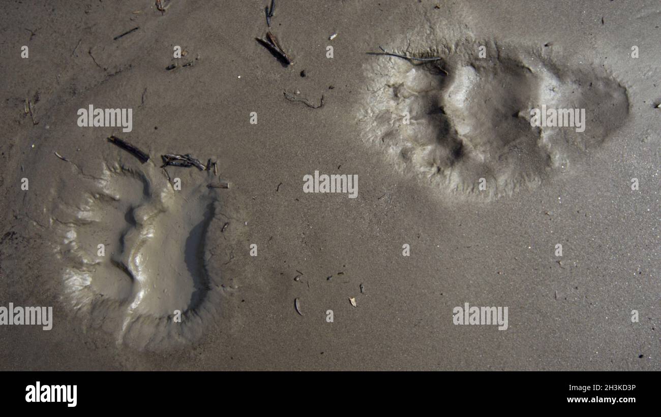 Grizzly tracks Stock Photo