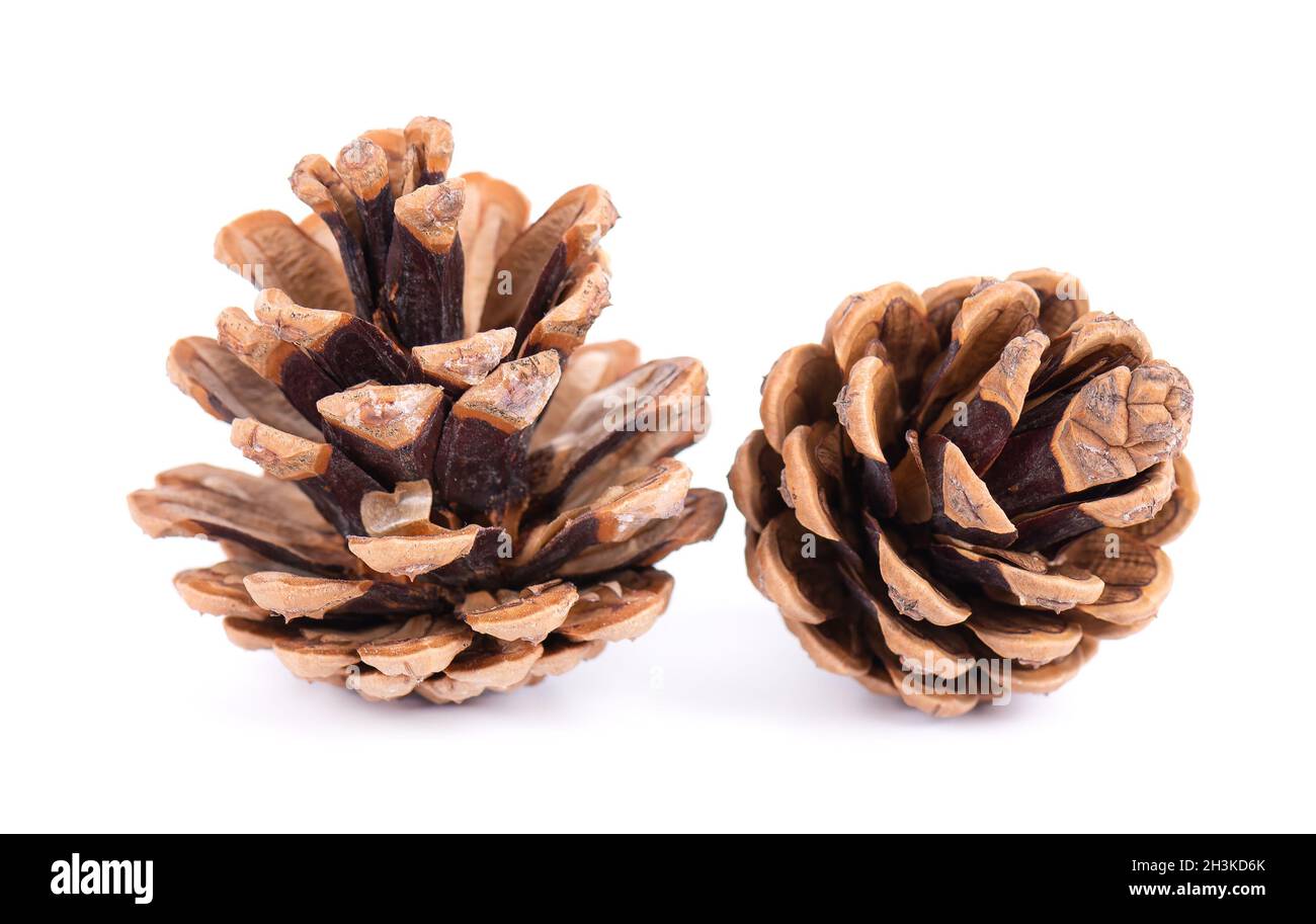 Dry pine cones isolated on white background. Stock Photo
