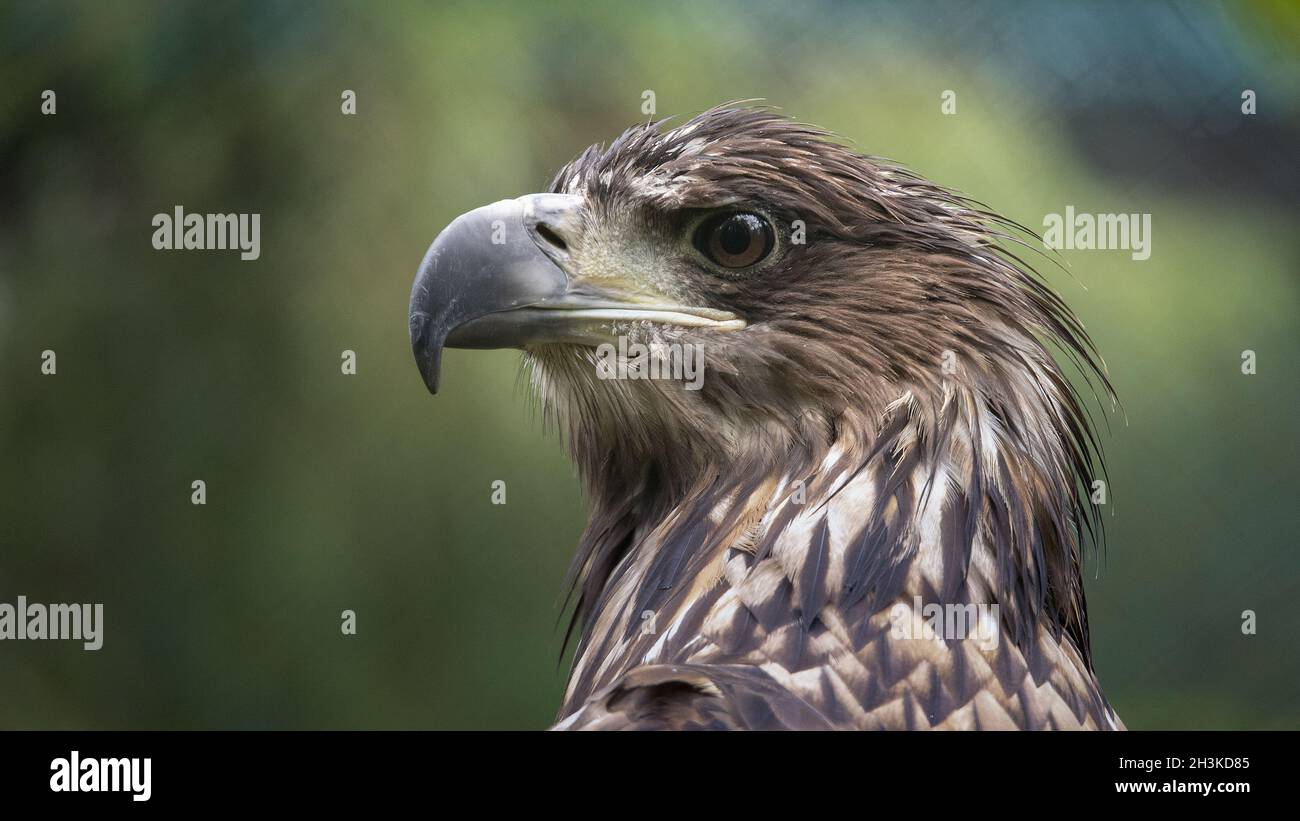 White-tailed eagle Stock Photo