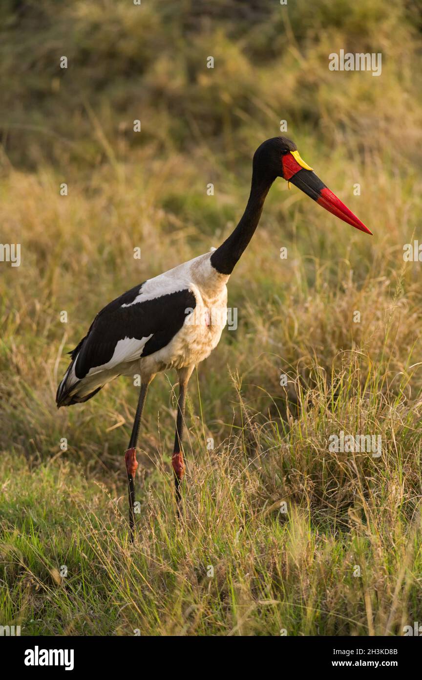 Saddle-billed stork or saddlebill (Ephippiorhynchus senegalensis) standing in tall grass, Masai Mara, Kenya Stock Photo