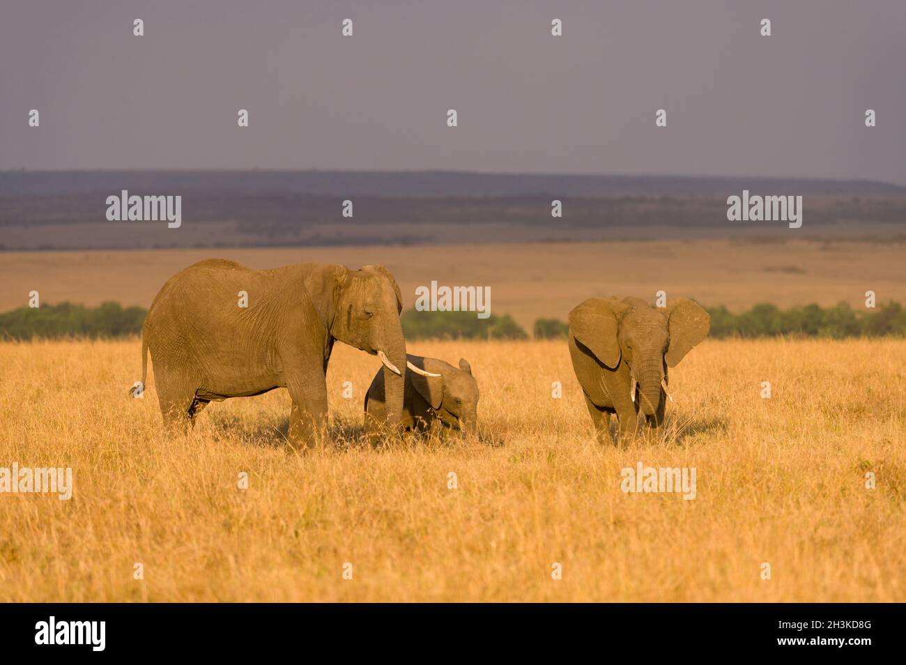 Herd of African Bush Elephants Walking Through High Grass (Loxodonta Africana), Maasai Mara National Reserve, Kenya, East Africa Stock Photo