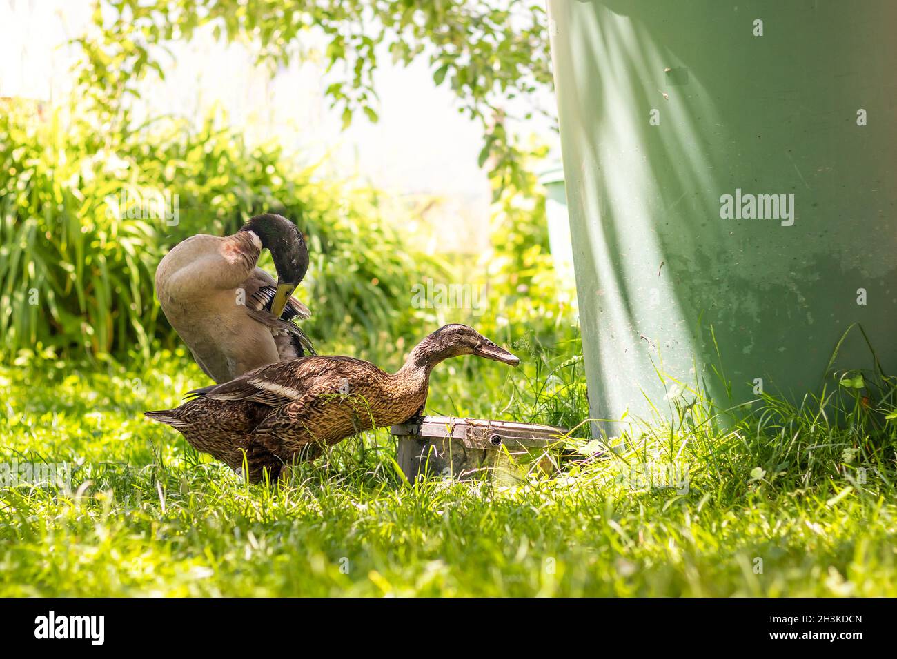 Indian Runner duck - couple of ducks, drake and female duck, on grass in the garden Stock Photo