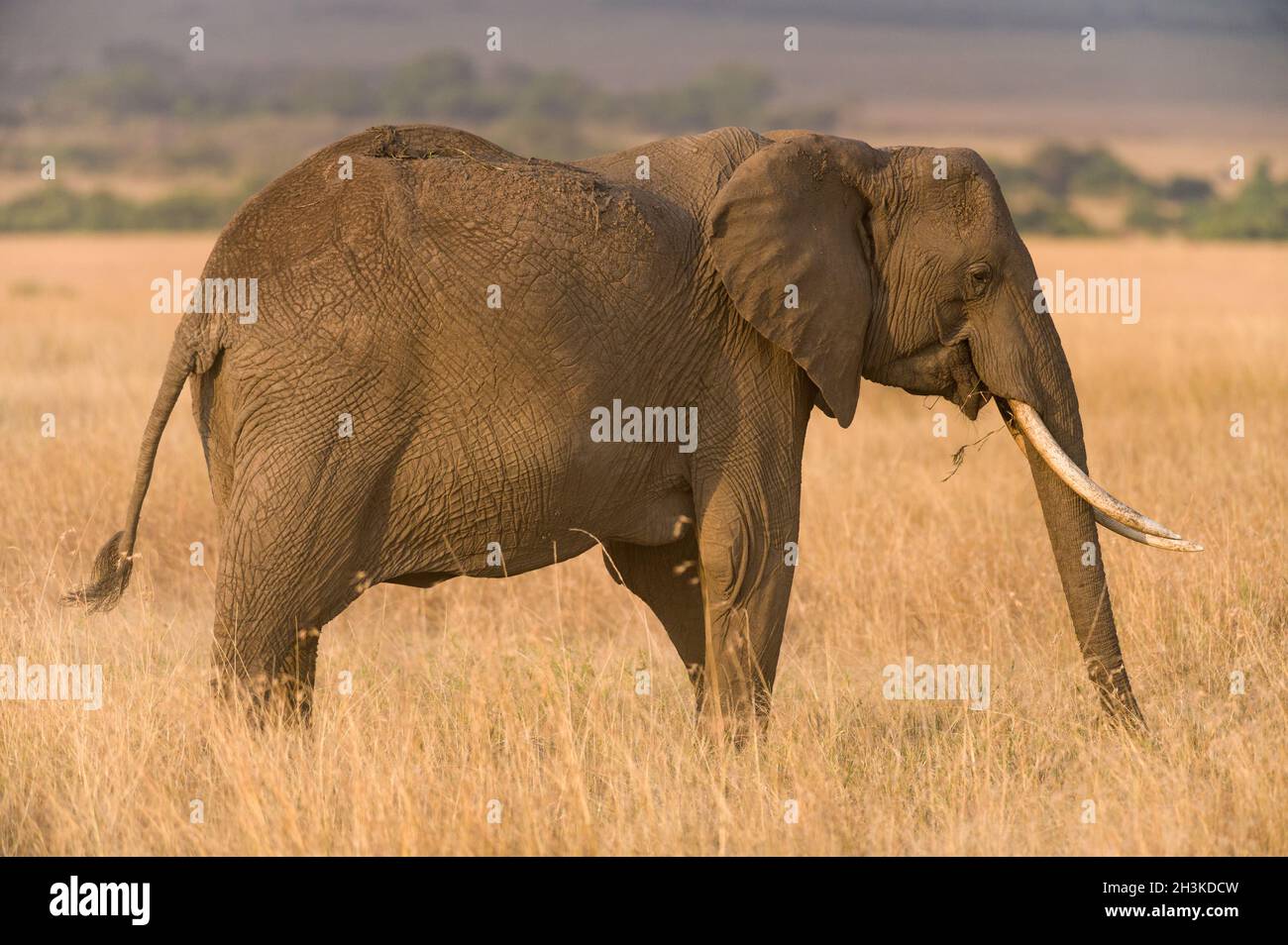 Lone African Bush Elephant (Loxodonta africana) walking in tall grass, Masai Mara, Kenya Stock Photo