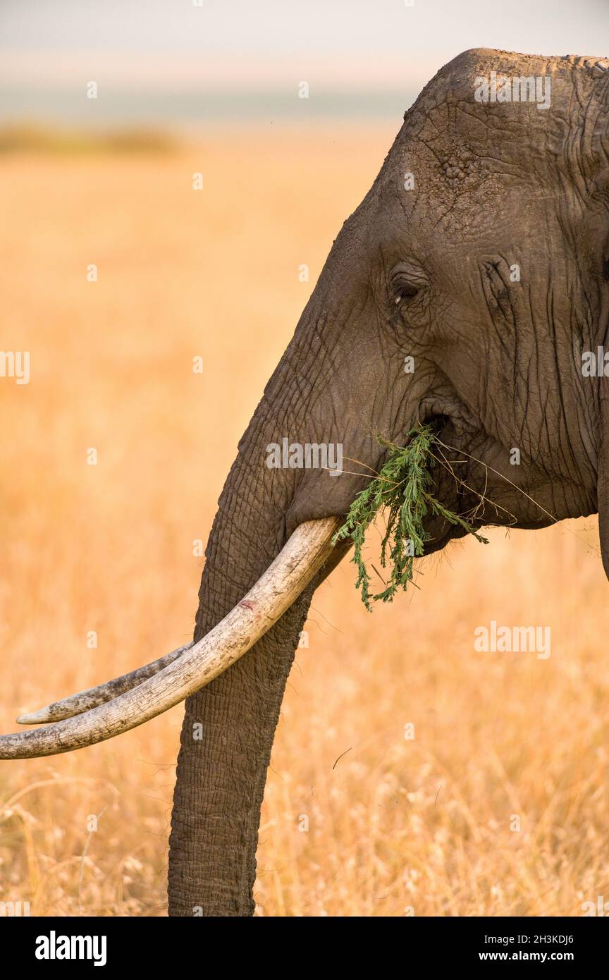 Lone African Bush Elephant (Loxodonta africana) eating in tall grass, Masai Mara, Kenya Stock Photo